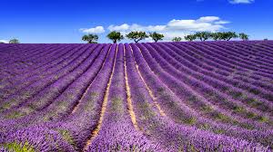 FESTA DELLA LAVANDA AD ASSISI domenica, 29 giugno 2025
